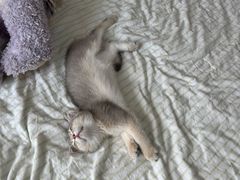 -70cat德文卷毛猫·缅因猫纯种猫舍