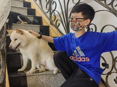 -喜柴咖啡·柴犬狗咖