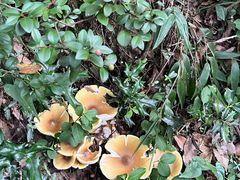 -杭州半山国家森林公园