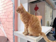 -喵屿·大理花园猫咖