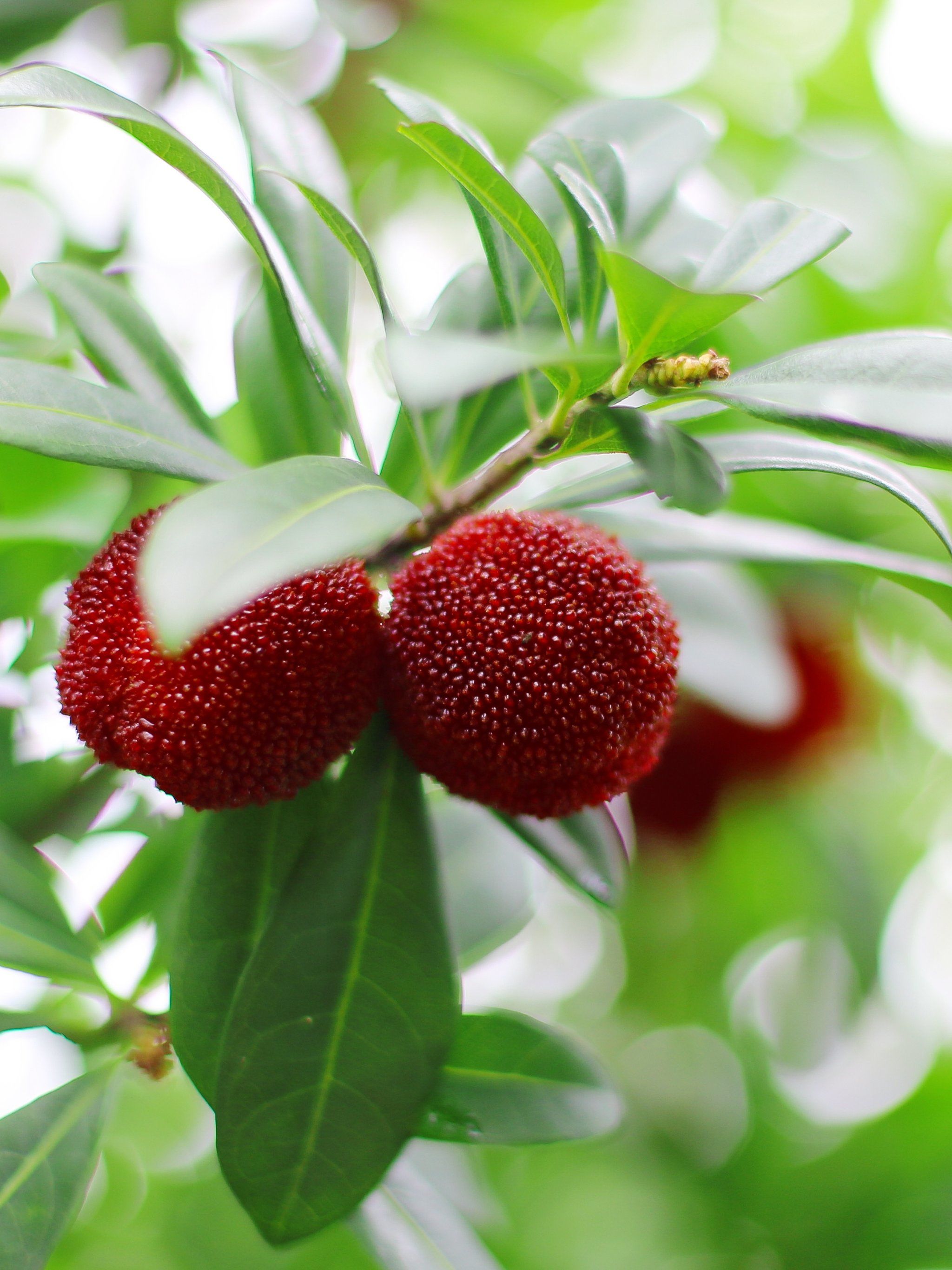 无敌好吃的仙居杨梅来深圳啦,速来试试