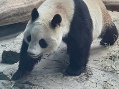 -石家庄市动物园