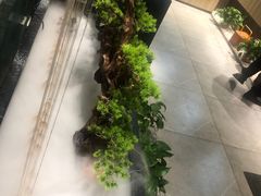 -菌子鲜汤野生菌锅