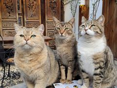 -喵屿·大理花园猫咖