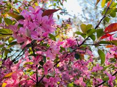 -长白岛森林公园