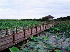 -大湾区中央湿地公园
