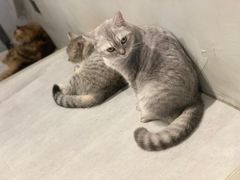 -猫儿山۰猫主题餐厅