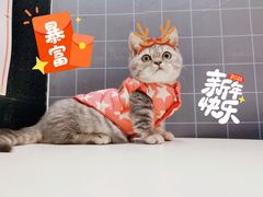 -十年猫舍·猫咪专门店(普陀店)