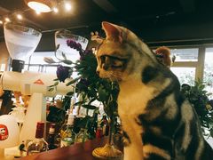 -咖法森林·咖啡  酒吧(天河店)