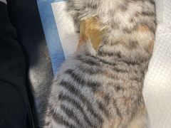 -宠颐生宠物医院·犬猫全科·皮肤科(商业街店)