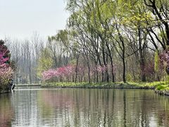 -溱湖国家湿地公园