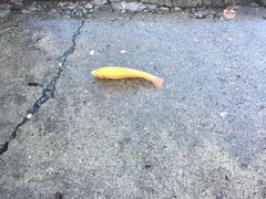 -京北渔家傲