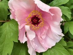 -黑龙江省森林植物园