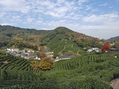 -野蔓果·山野菜(西湖景区·龙井茶田店)
