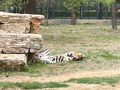 -秦皇岛野生动物园