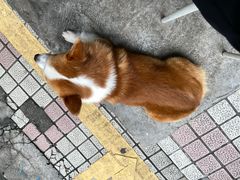 -小梁哥云吞面(黄贝岭店)
