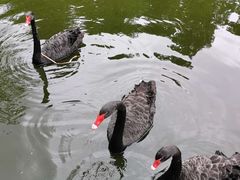 -昆明动物园