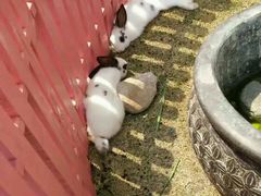 -廊坊固安福朋喜来登酒店