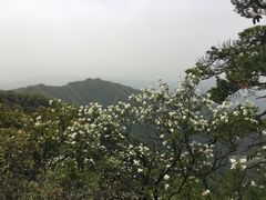 -王顺山国家森林公园