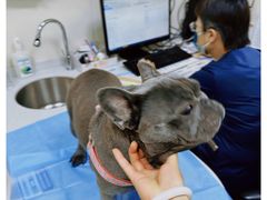-美联众合爱康动物医院•复杂内科•肿瘤科•牙科•腔镜诊疗中心