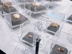 -北京周口店北京人遗址博物馆