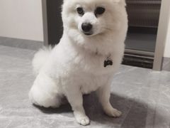 -瑞鹏宠物医院·骨科·猫科·内科(第一中心)
