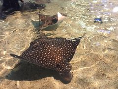 -瑞普利水族馆