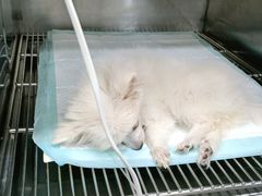 -爱佳宠物中心医院24H·CT·骨外科·猫专科(瑶海万达店)