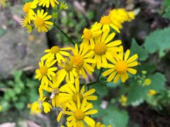 景点-藏龙百瀑风景区