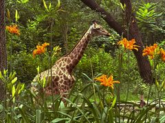 -北京野生动物园