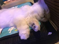 -猫大福·Fortune Cat猫舍(百子湾店)