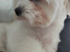 -佳雯宠物医院·皮肤科·内外科(春晓路分院)