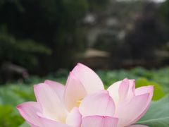 -莫催咖啡