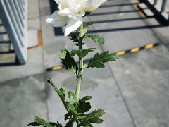 -侵华日军南京大屠杀遇难同胞纪念馆-停车场