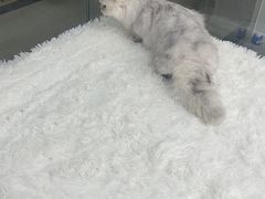 -爱洗澡的猫(天河路店)