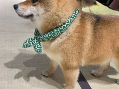 -逗柴咖啡屋·狗咖猫咖宠物桌游
