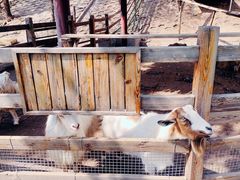 -北京鹿世界主题园