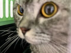 -安安宠医宠物医院·异宠·犬猫内科(岳阳分院)