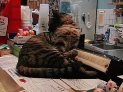 -猫的天空之城概念书店(杭州南宋御街店)