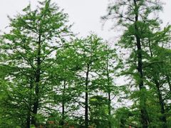 -春花秋色城市公园