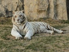 -北京野生动物园