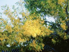 -VOYAGE COFFEE(北锣鼓巷店)