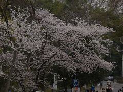 -武汉大学-樱园