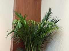 -龙大花卉苗木市场