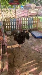 -萌宠亲子动物乐园(槐房万达店)