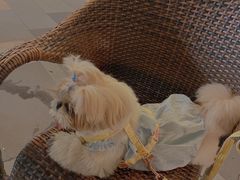 -君悦酒店·La Terrazza意合園·意式风味