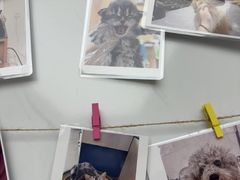 -瑞派康怡24h宠物医院·犬猫医疗中心·微创绝育(瑞景分院)