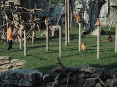 -上海野生动物园