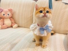 -lincat·猫舍(广州店)