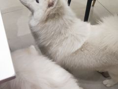 -安格丽娜·狗咖·猫咖羊驼咖(春熙路百盛商场店)